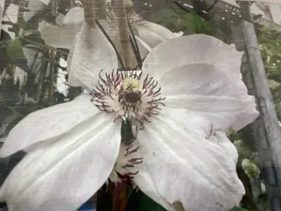 10 Clematis – kavel bij Hammertime, Westerlo