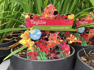20 Hemerocallis – kavel bij Hammertime, Westerlo
