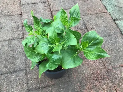 10 Hortensia Roos – kavel bij Hammertime, Westerlo