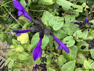 10 Blauwe Salvia – kavel bij Hammertime, Westerlo