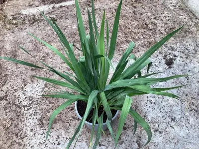 5 Yucca – kavel bij Hammertime, Westerlo