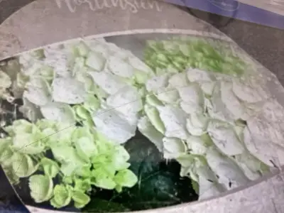 20 Hortensia Wit – kavel bij Hammertime, Westerlo