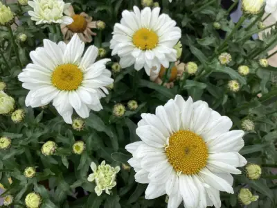 40 Witte, Winterharde Margrieten – kavel bij Hammertime, Westerlo