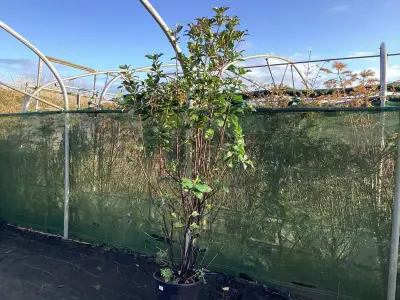 1 Photinia – kavel bij Hammertime, Westerlo
