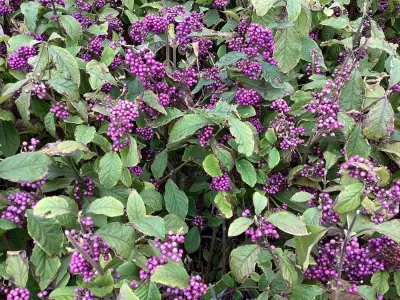5 Callicarpa – kavel bij Hammertime, Westerlo