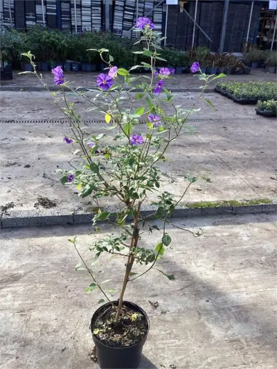 5 Blauwe Solanum – kavel bij Hammertime, Westerlo