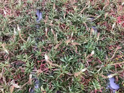 40 Lysimachia – kavel bij Hammertime, Westerlo