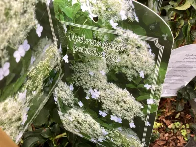 5 Klimhortensia – kavel bij Hammertime, Westerlo