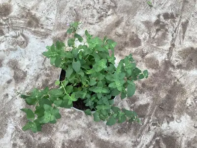 20 Nepeta – kavel bij Hammertime, Westerlo