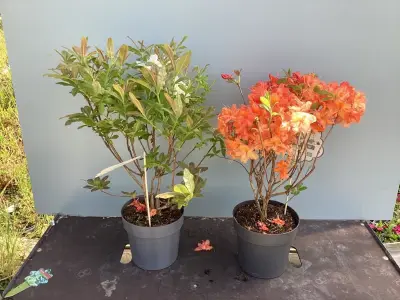5 Azalea Mollis – kavel bij Hammertime, Westerlo