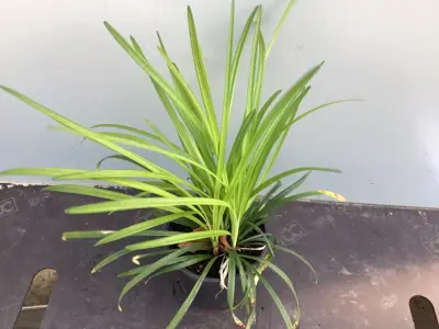 10 Liriope Muscari – kavel bij Hammertime, Westerlo