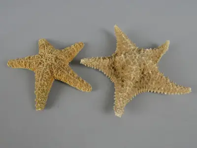 Set van twee gedroogde zeesterren als decoratie – kavel bij De Kringwinkel, Diest