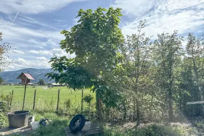 Standortauflösung einer Baumschule - Pflanzen – veiling bij Aurena, Sankt Lorenzen im Mürztal