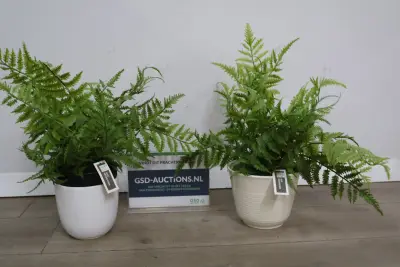Twee kunstvarens in potten – kavel bij GSD Auctions, Zoeterwoude