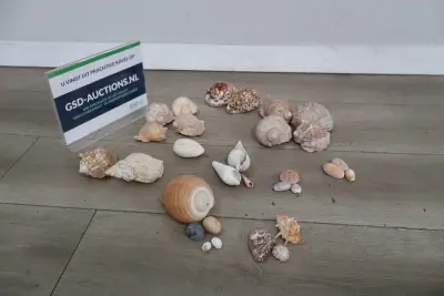 Set diverse schelpen – kavel bij GSD Auctions, Zoeterwoude