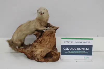 Opgezette marter op houten voet - Taxidermi – kavel bij GSD Auctions, Zoeterwoude