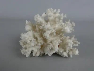 Witte koraal decoratie – kavel bij De Kringwinkel, Diest