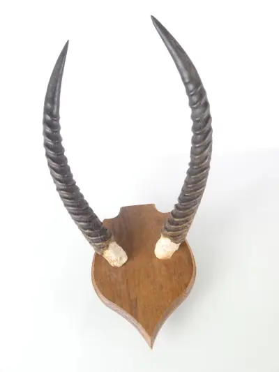 Antilope hoorns op houten wandplaat – kavel bij De Kringwinkel, Heverlee