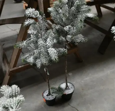± 2 Kerstbomen – kavel bij Belga Veilingen, Lummen