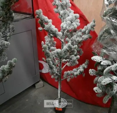 1 Witte kerstboom – kavel bij Belga Veilingen, Lummen