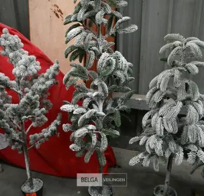1 Witte kerstboom – kavel bij Belga Veilingen, Lummen