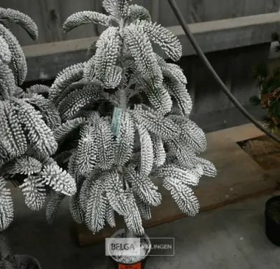 1 Witte kerstboom – kavel bij Belga Veilingen, Lummen