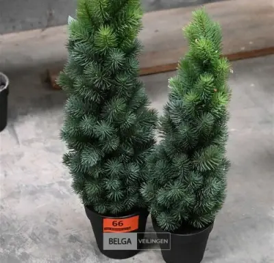 ± 2 Diverse kerstbomen – kavel bij Belga Veilingen, Lummen