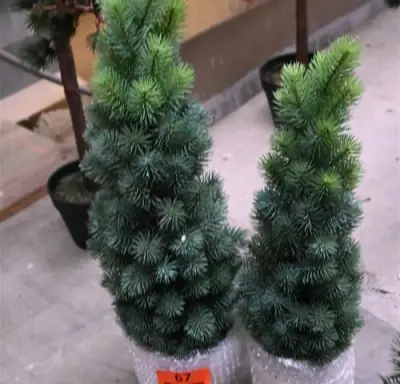 ± 2 Diverse kerstbomen – kavel bij Belga Veilingen, Lummen