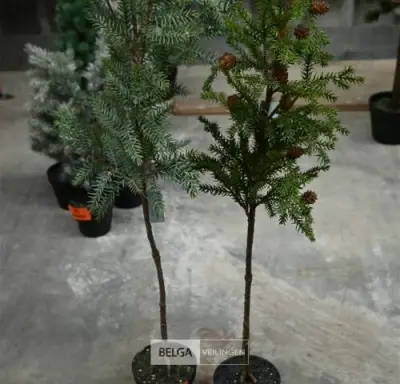 ± 2 Kerstboompjes – kavel bij Belga Veilingen, Lummen
