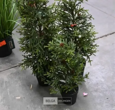 ± 3 Diverse kerstbomen – kavel bij Belga Veilingen, Lummen