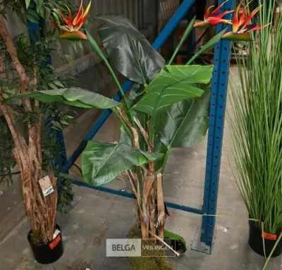 Plastieken sierplant – kavel bij Belga Veilingen, Lummen