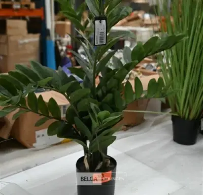 Plastieken Zamifolia – kavel bij Belga Veilingen, Lummen