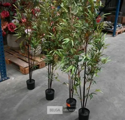 ± 4 Plastieken bamboeplanten – kavel bij Belga Veilingen, Lummen