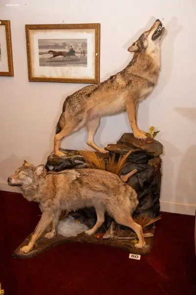 Museale taxidermie-diorama van twee Steppewolven – kavel bij Auctim