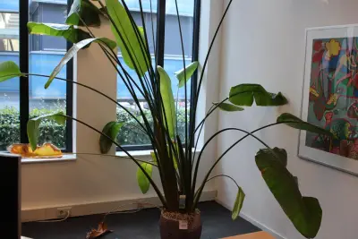 Plant in pot, hoogte ca 3 meter – kavel bij HNVI, 's-Hertogenbosch