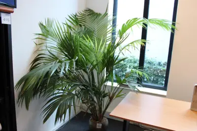 Plant in pot, hoogte ca. 2 meter – kavel bij HNVI, 's-Hertogenbosch