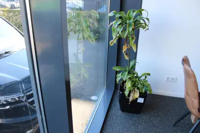 Plant in pot, hoogte 130 cm – kavel bij HNVI, 's-Hertogenbosch