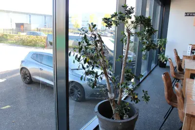 Plant in pot, hoogte 180 cm – kavel bij HNVI, 's-Hertogenbosch