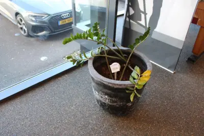Plant in pot, hoogte 80 cm – kavel bij HNVI, 's-Hertogenbosch