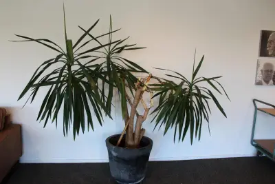 Plant in pot, hoogte 210 cm – kavel bij HNVI, 's-Hertogenbosch