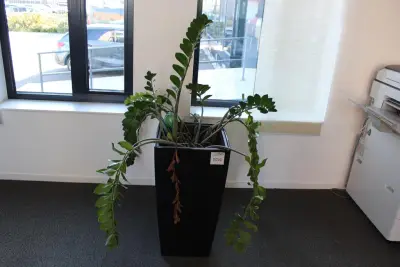 Plant in pot hoogte pot 75 cm – kavel bij HNVI, 's-Hertogenbosch