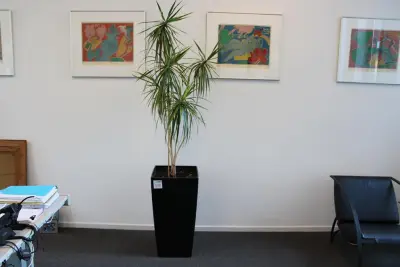 Plant in pot hoogte pot 75 cm – kavel bij HNVI, 's-Hertogenbosch
