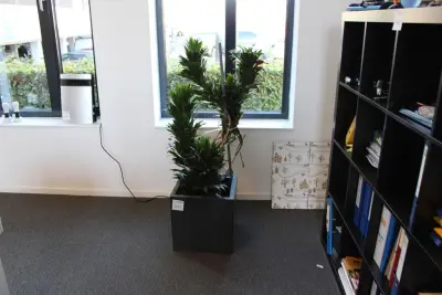 Plant in pot hoogte pot 40 cm – kavel bij HNVI, 's-Hertogenbosch