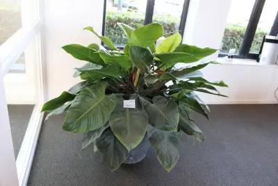 Plant in pothoogte pot 65 cm – kavel bij HNVI, 's-Hertogenbosch