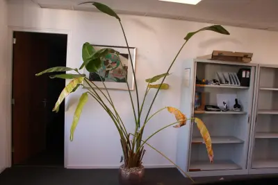 Plant in pot. Hoogte pot ca. 33 cm – kavel bij HNVI, 's-Hertogenbosch