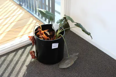 Plant in pot. Hoogte pot ca. 38 cm – kavel bij HNVI, 's-Hertogenbosch