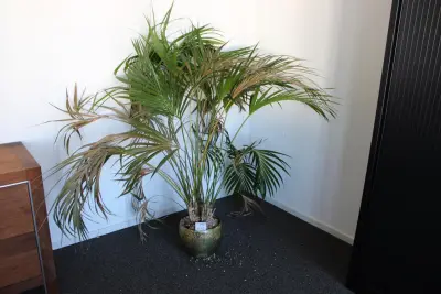 Plant in pot. Hoogte pot 25 cm – kavel bij HNVI, 's-Hertogenbosch