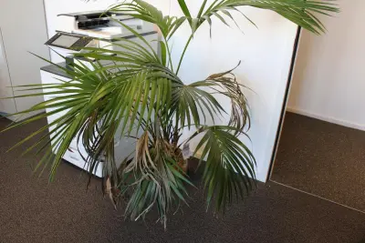 Plant in pot. Hoogte pot 25 cm – kavel bij HNVI, 's-Hertogenbosch