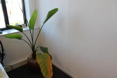 Plant in pot. Hoogte pot 33 cm – kavel bij HNVI, 's-Hertogenbosch