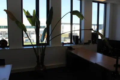 Plant in pot. Hoogte pot 33 cm – kavel bij HNVI, 's-Hertogenbosch